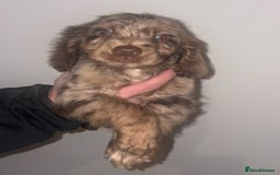 Cocker Spaniel dogs for sale: 4 girls 1 boy - Advert 6