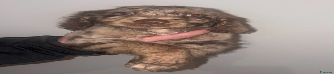 Cocker Spaniel Puppy 6