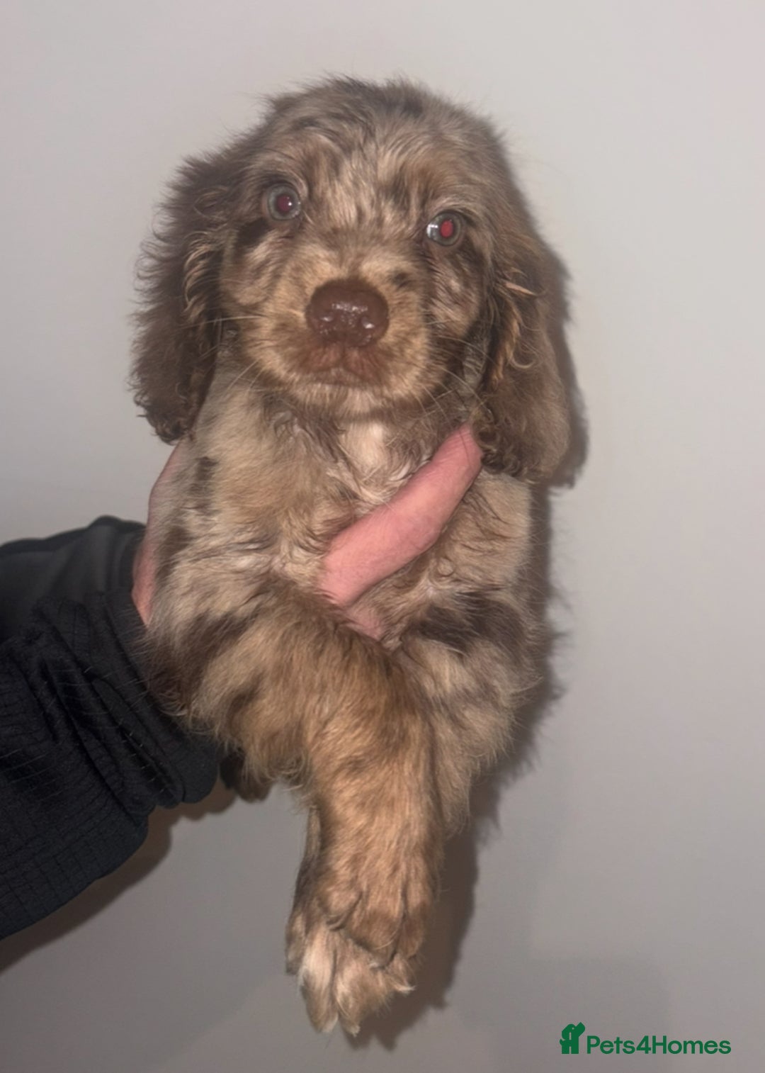 Cocker Spaniel dogs for sale: 4 girls 1 boy - Advert 6