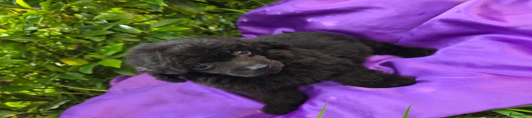 Toy Poodle Puppy 2