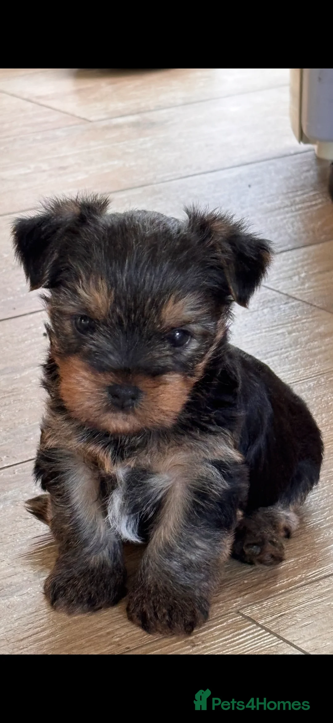 Yorkshire Terrier dogs for sale: 2 BOYS LEFT! Yorkshire terrier litter in Guildford - Advert 1