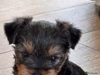 Yorkshire Terrier dogs 2 BOYS LEFT! Yorkshire terrier litter in Guildford - Advert 18