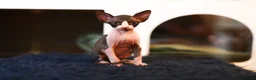 Sphynx cats for sale: Two male Sphynx Kittens  - Advert 8