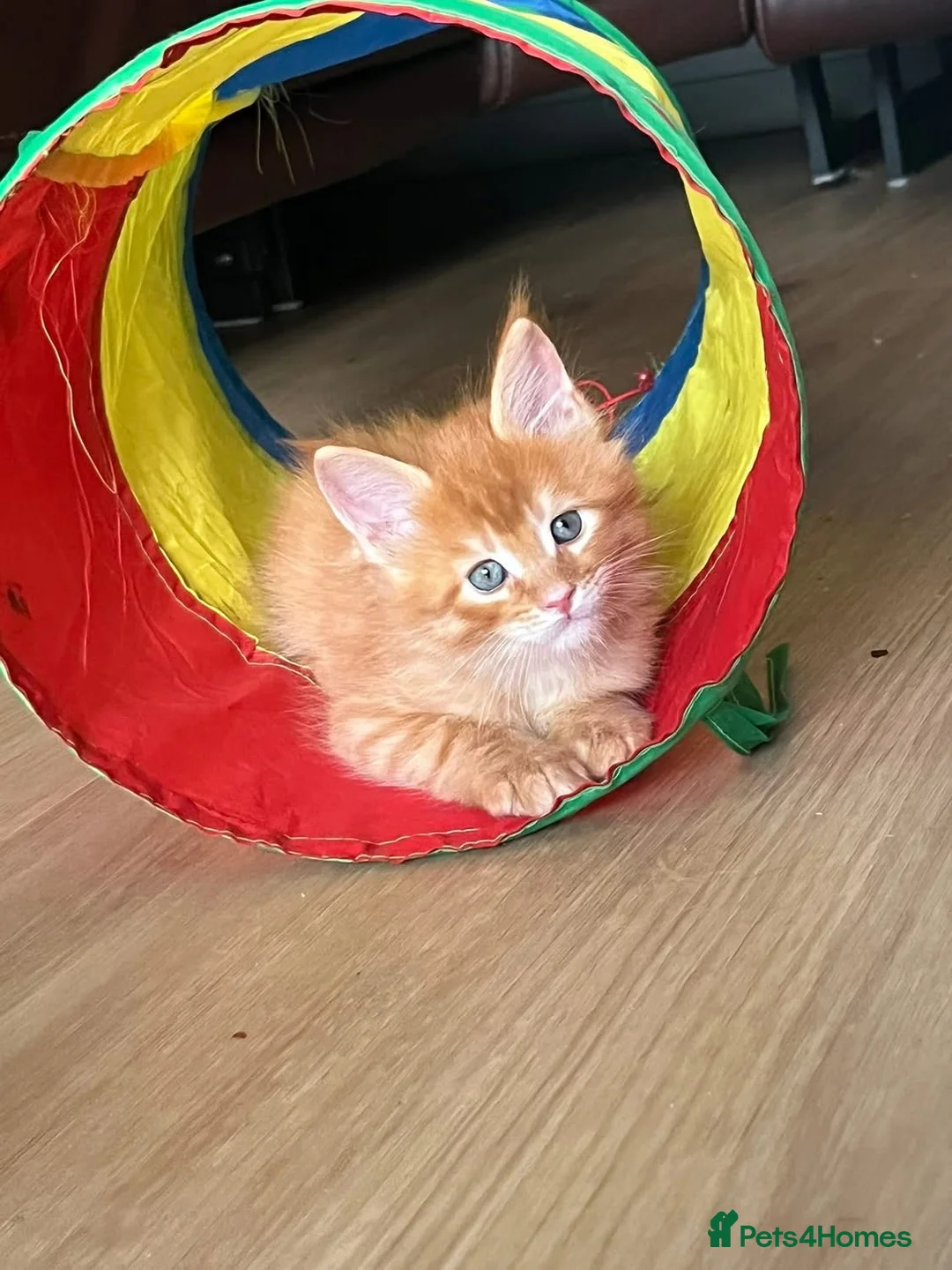 Maine Coon cats for sale: GCCF registered Dog 🐶 Friendly  - Advert 9