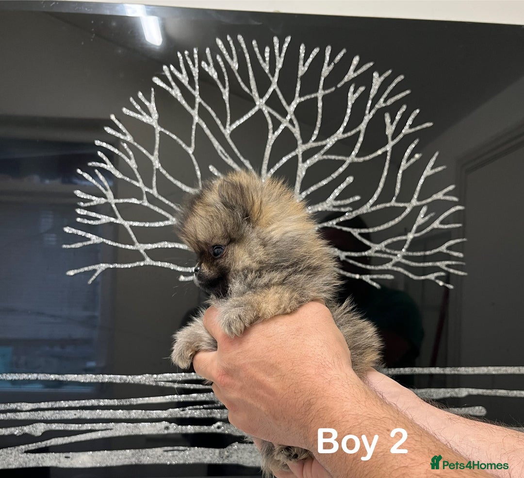 Pomeranian dogs for sale: Mini 500grams Now🔥Teddy Bear Face🧸 - Image 6