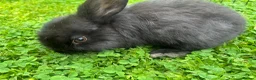 Mixed Breed rabbits for sale: Pair of baby rabbits - Advert 2