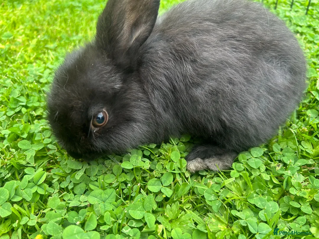 Mixed Breed rabbits for sale: Pair of baby rabbits - Advert 2