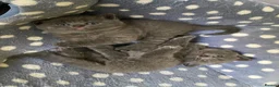 British Shorthair cats for sale: Beautiful British Shorthair Kittens  - Advert 5