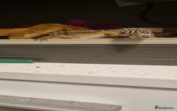 Leopard Gecko reptiles for sale: Leopard Gecko - Image 3