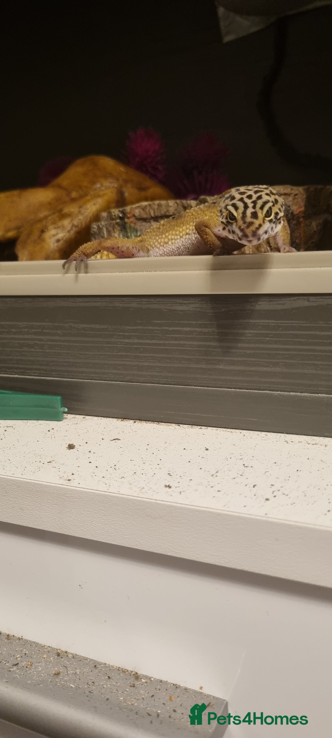 Leopard Gecko reptiles for sale: Leopard Gecko - Image 3