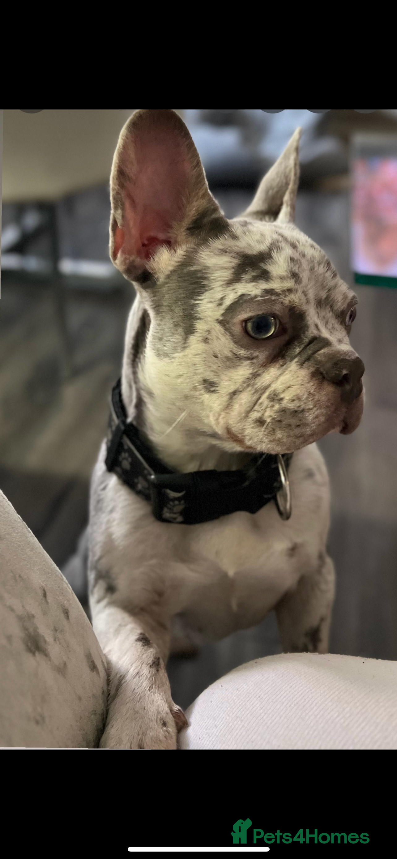 French Bulldog dogs Adult dog for sale  - Advert 19