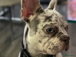 French Bulldog dogs Adult dog for sale - Advert 19