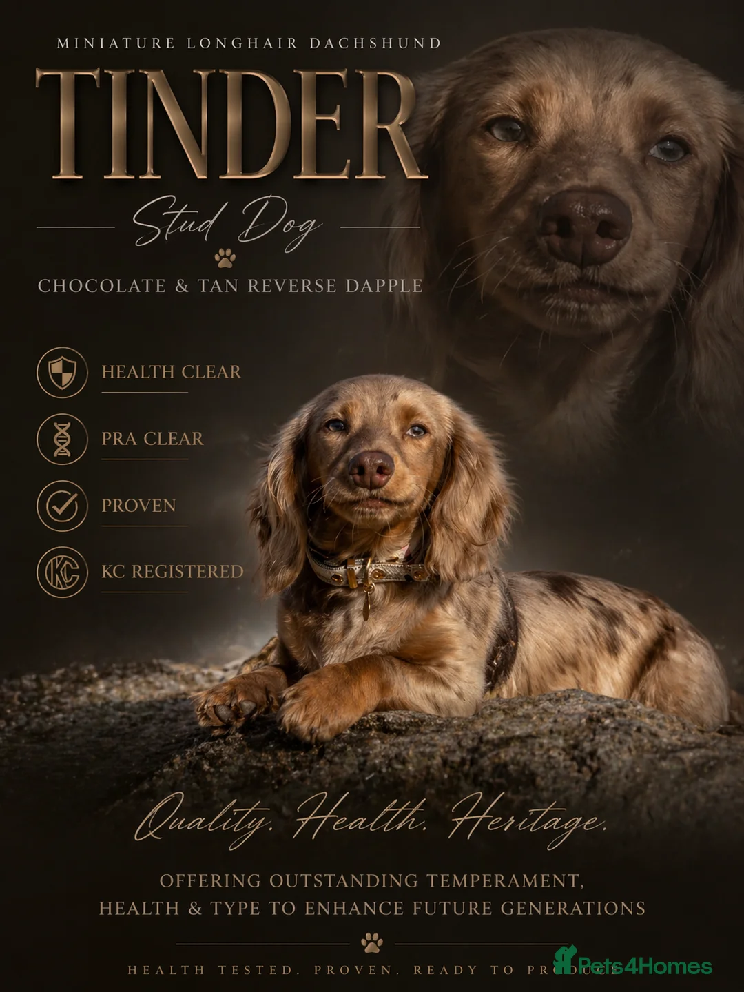 Miniature Dachshund dogs for stud: TINDER longhair chocolate dapple for stud  - Advert 2