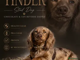 Miniature Dachshund dogs TINDER longhair chocolate dapple for stud - Advert 1