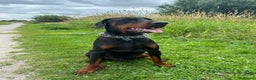 Dobermann dogs for stud: KC registered, champion blood line  **  - Advert 5