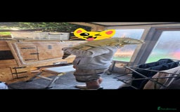 Iguana reptiles for sale: 10yr old male green iguana - Image 1