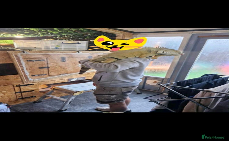 Iguana reptiles - Advert 6