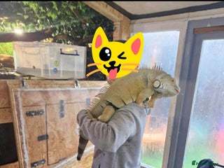 Iguana reptiles for sale - Advert 1