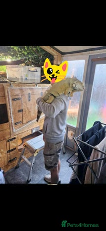 Iguana reptiles - Advert 1