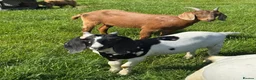 Goats livestock for sale: Anglo Nubian x goat wethers  - Advert 1