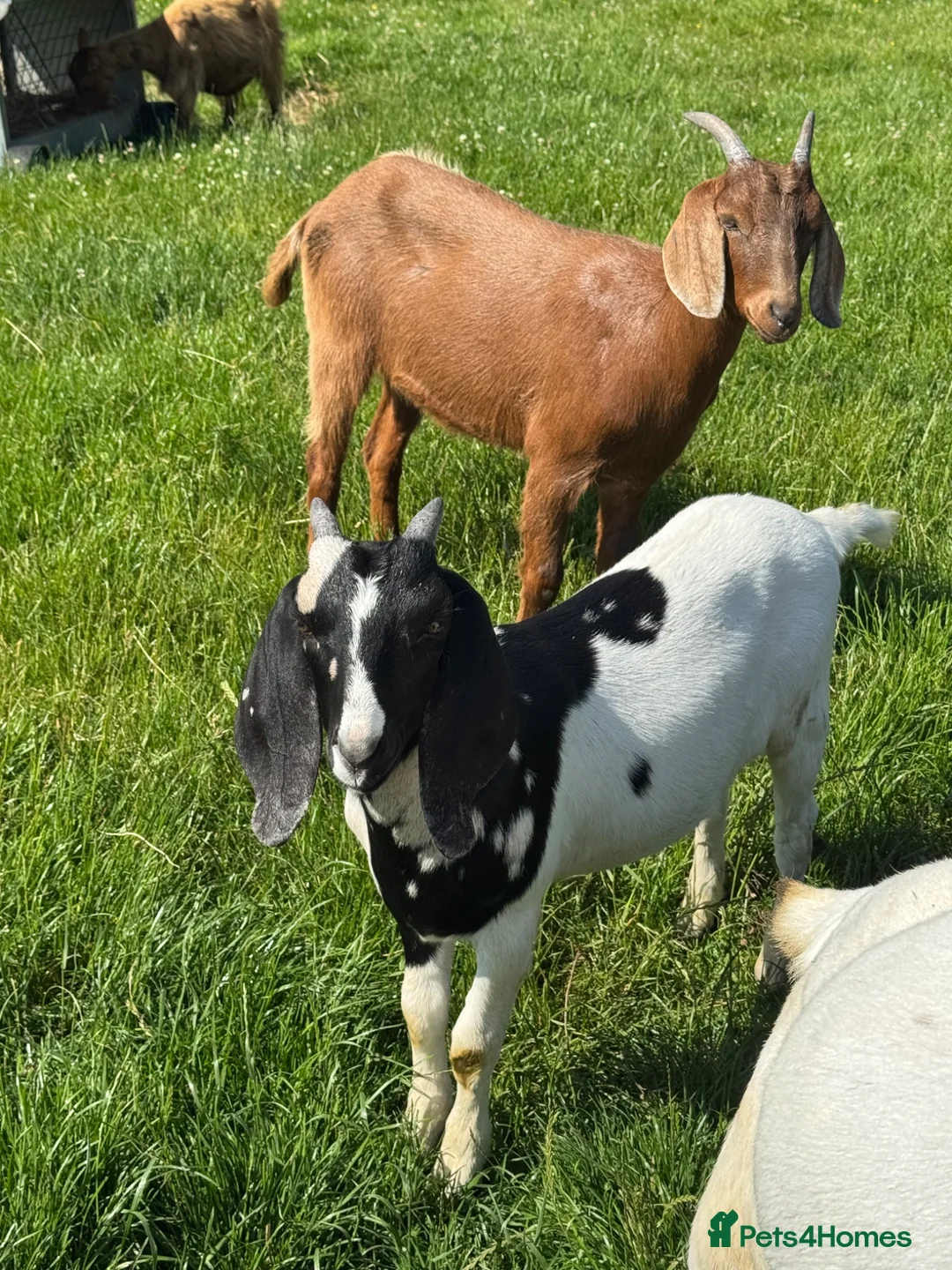 Goats livestock for sale: Anglo Nubian x goat wethers  - Advert 1