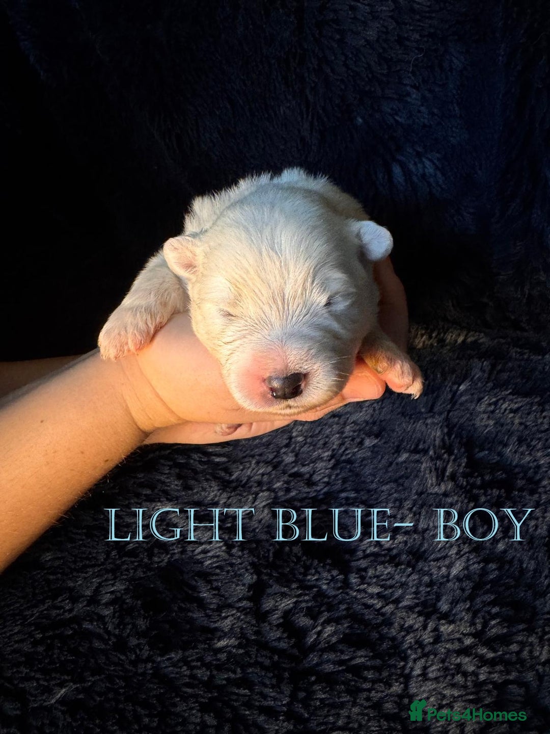 Samoyed dogs for sale: 🌟 Exceptional KC bear-faced Samoyed pups 🌟 - Advert 11