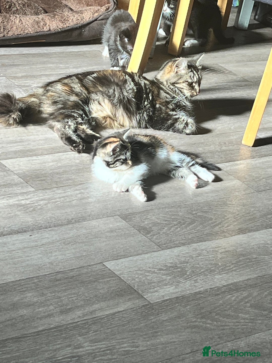 Mixed Breed cats for sale: 4 Beautiful Kittens 🐾 ❤️  - Image 6