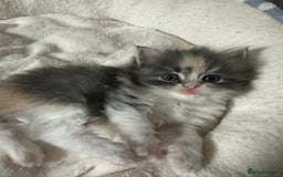 Mixed Breed cats for sale: Beautiful Perdoll Kittens🐾 - Advert 11
