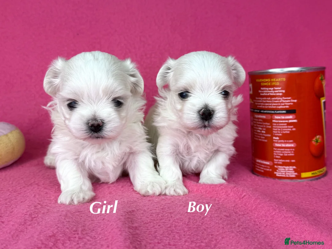 Maltese dogs for sale: Exceptional quality KC reg tiny Maltese  - Advert 3
