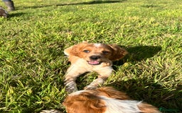 Brittany Spaniel dogs for sale: Brittany puppies for sale  - Image 3