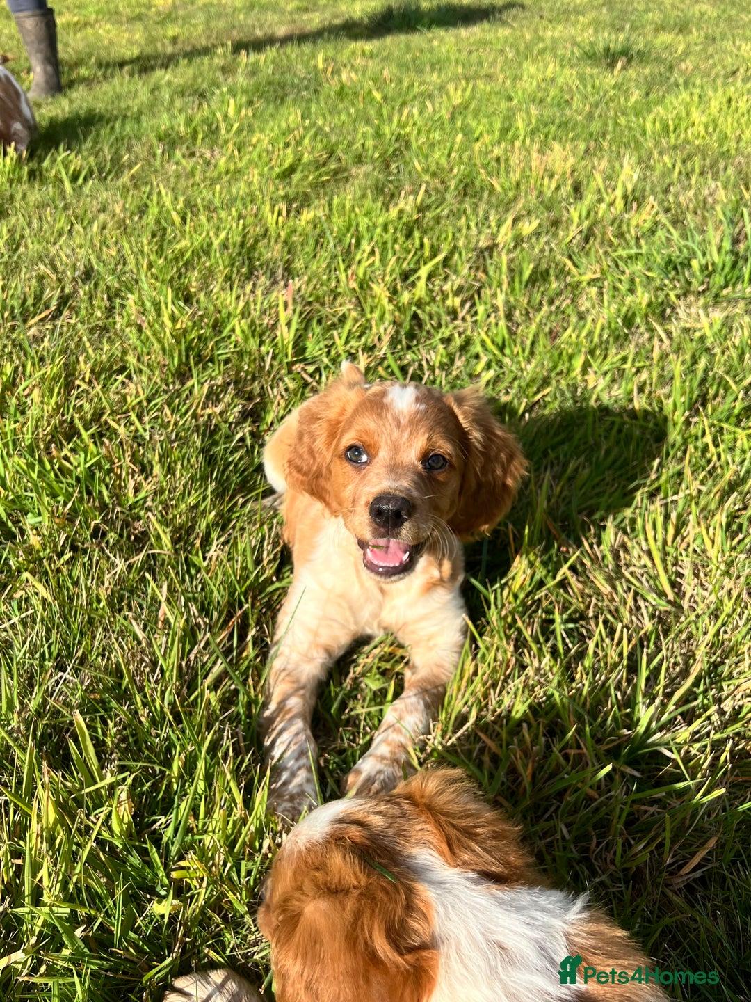 Brittany Spaniel dogs for sale: Brittany puppies for sale  - Image 3