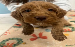 Cockapoo dogs for sale: Cockatoo puppies for sale - Image 3