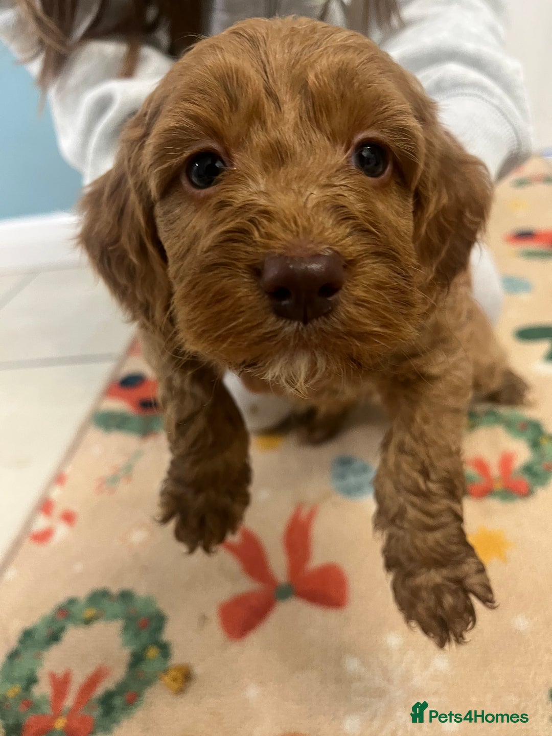 Cockapoo dogs for sale: Cockatoo puppies for sale - Image 3