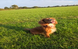 Cocker Spaniel dogs for sale: LAST BOY REMAINING REDUCED kc reg! Cocker spaniel - Image 8