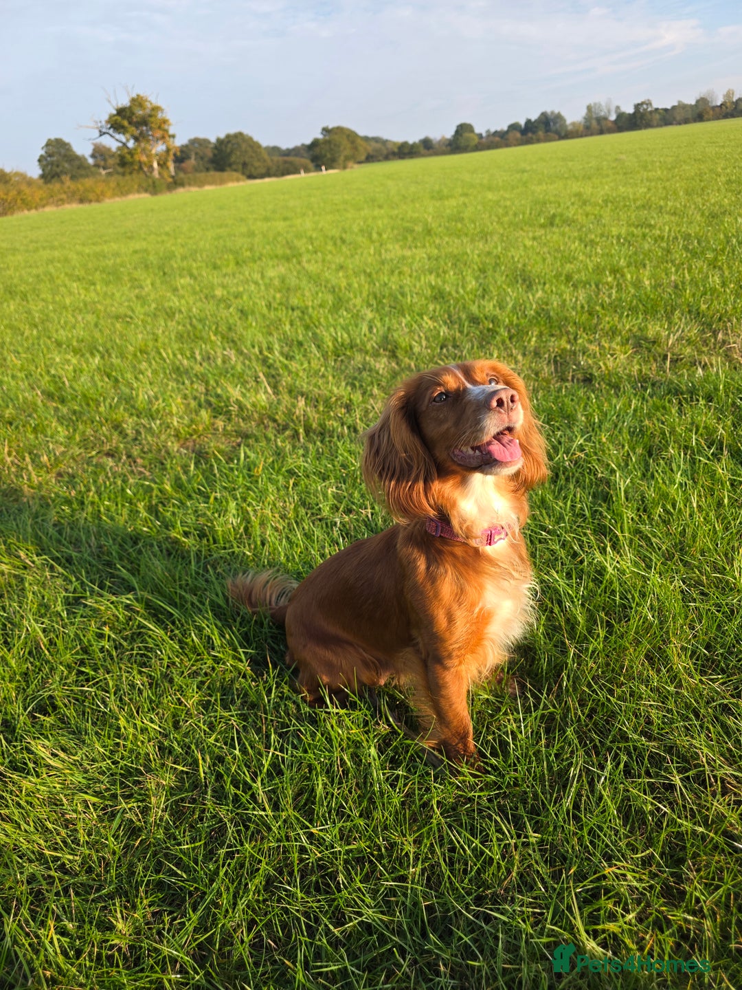 Cocker Spaniel dogs for sale: LAST BOY REMAINING REDUCED kc reg! Cocker spaniel - Image 8