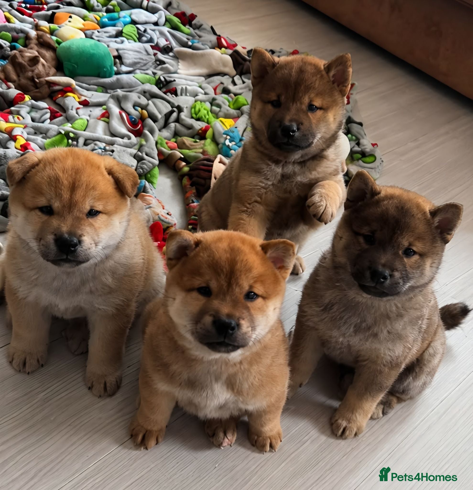 Mixed Breed dogs Chowba- Shiba Inu and Chow Chow cross - Advert 1