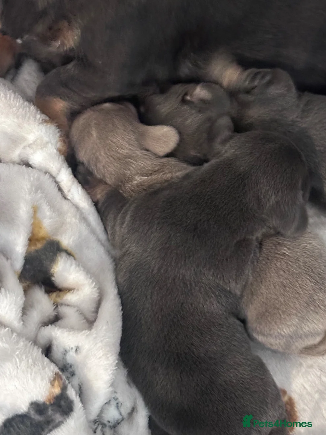 Miniature Dachshund dogs for sale: Special delivery of adorable Rare Blue and Tan - Advert 1