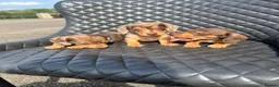 Dachshund dogs for sale: Dachshund puppies  - Advert 11