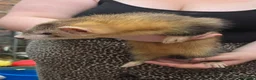 Ferret rodents for sale: Semi Angora Ferrets in Stoke-on-Trent - Advert 8