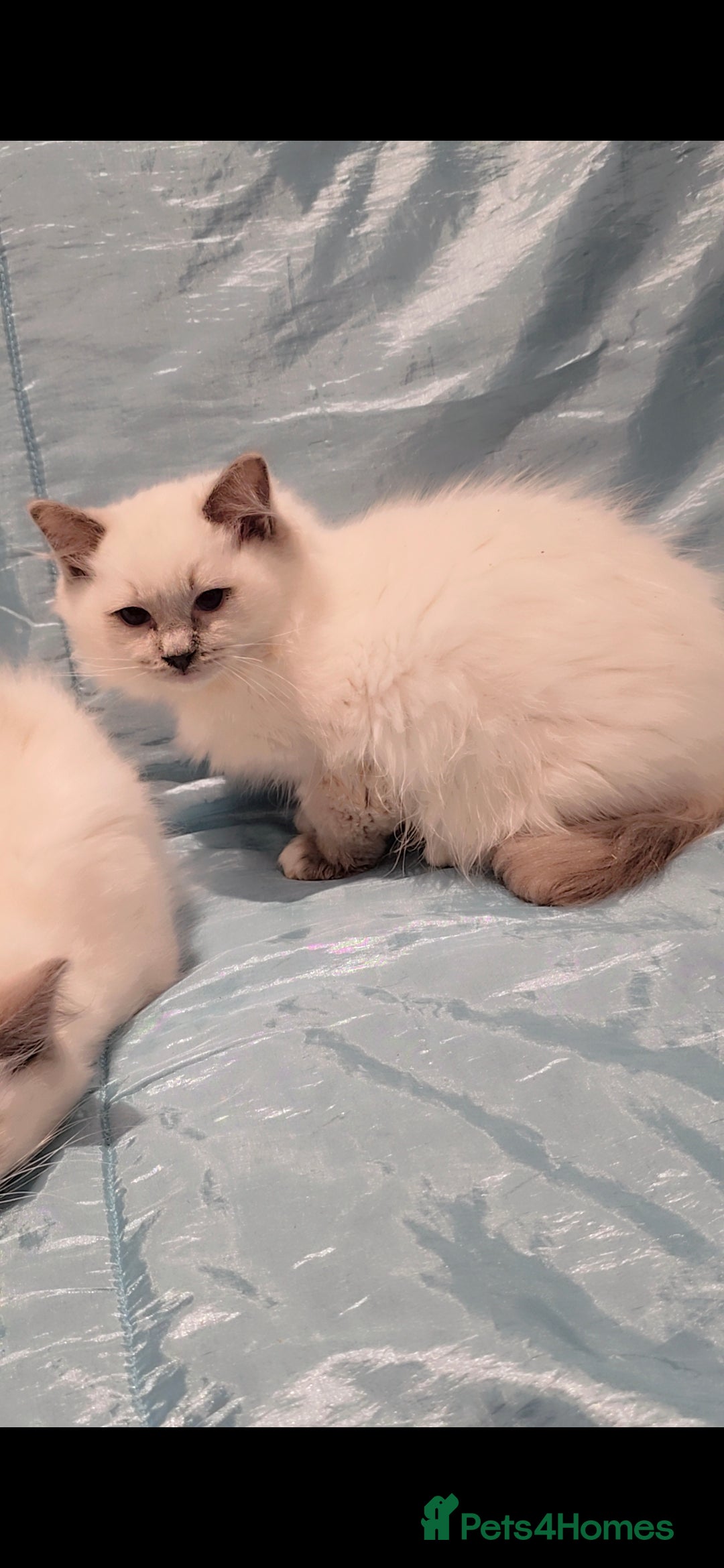 Ragdoll cats for sale: Older kittens  - Advert 3