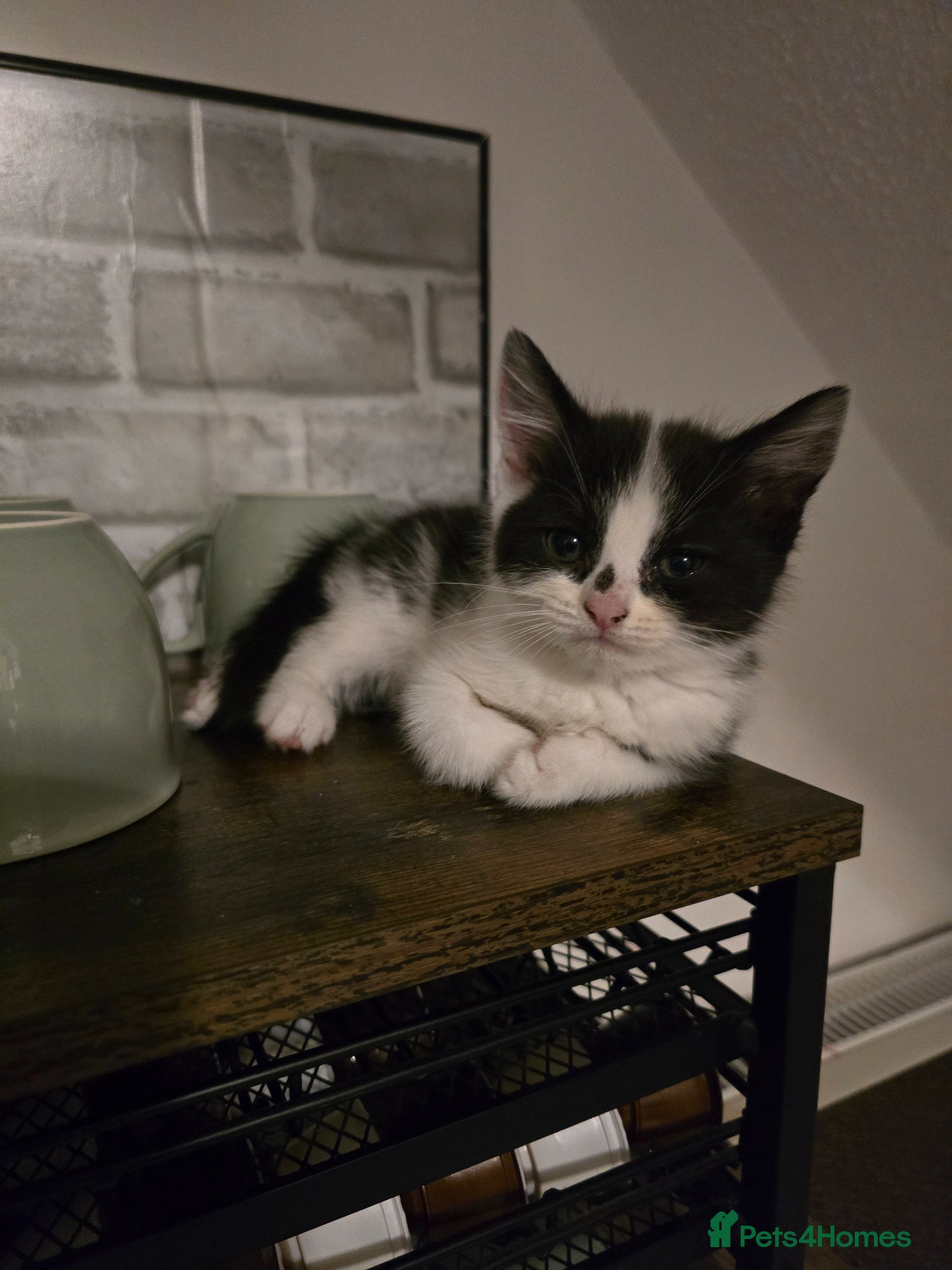 Scottish Fold cats 🖤READY NOW🖤2LEFT!🖤SCOTTISH FOLD KITTENS🖤 - Advert 2
