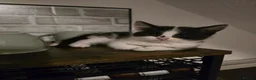 Scottish Fold cats for sale: 🖤REDUCED LAST ONE🖤SCOTTISH FOLD KITTENS🖤 - Advert 5
