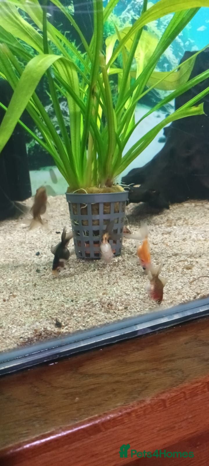 Fancy Goldfish fish Fancy Godfish  - Advert 1