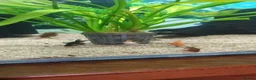 Fancy Goldfish fish for sale: Fancy Godfish  in Bellshill - Advert 1