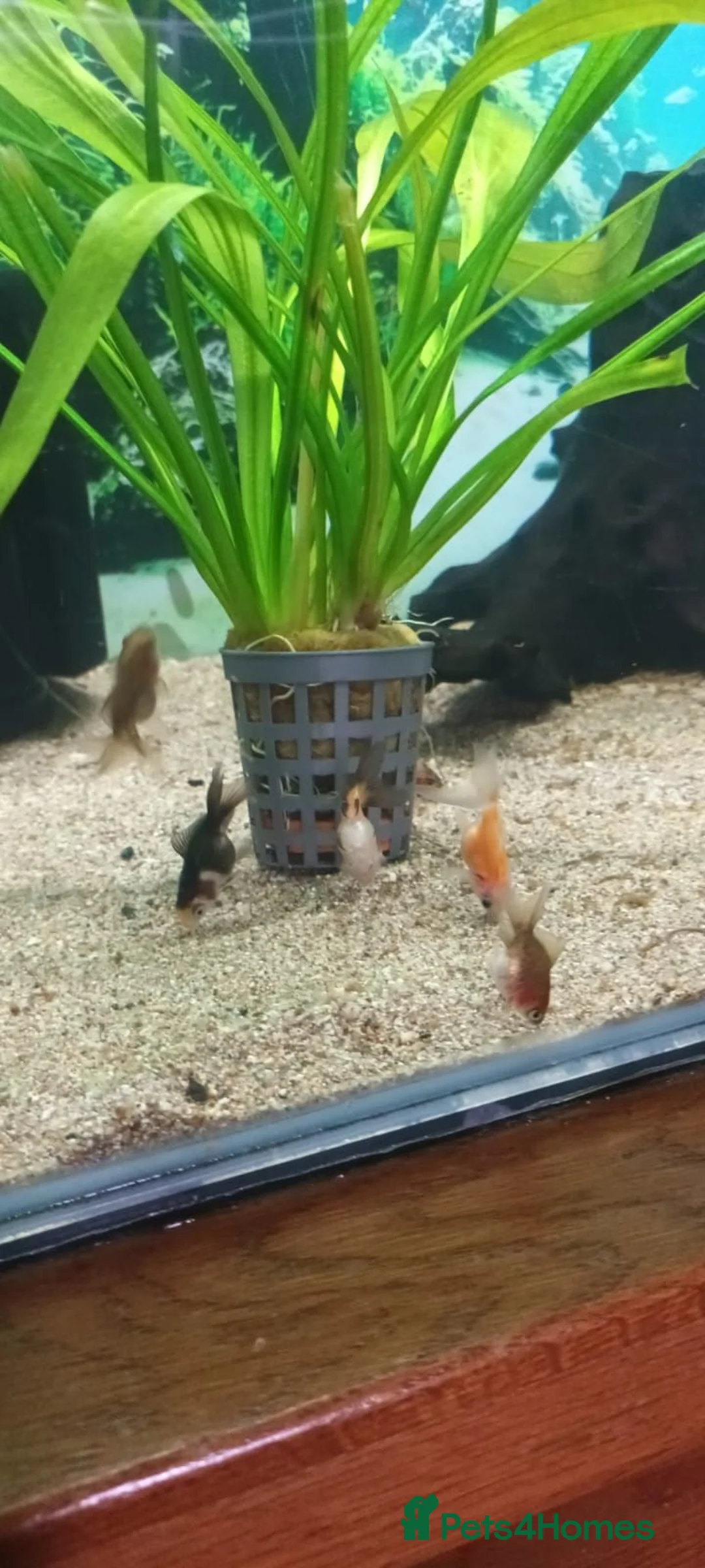 Fancy Goldfish fish for sale: Fancy Godfish  in Bellshill - Advert 1