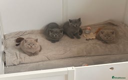 British Shorthair cats for sale: 🐈‍⬛ READY NOW - British Shorthair 🐈‍⬛ - Image 6