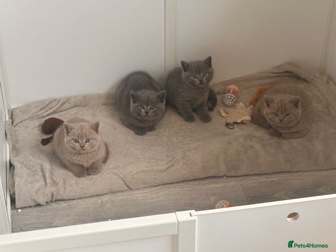 British Shorthair cats for sale: 🐈‍⬛ READY NOW - British Shorthair 🐈‍⬛ - Image 6