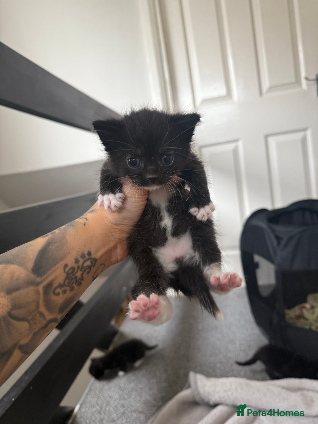 Mixed Breed cats for sale: Kittens for sale ready October 14th - Image 6