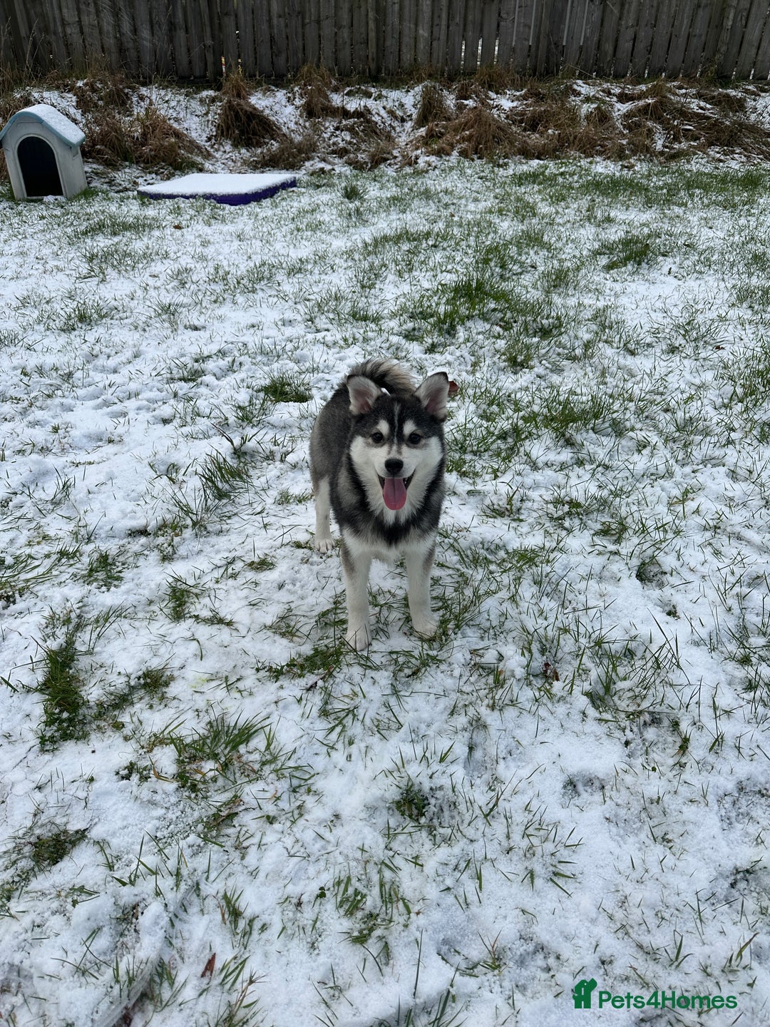 Pomsky dogs for sale: F3 perfect husky markings male Pomsky puppy  - Advert 3
