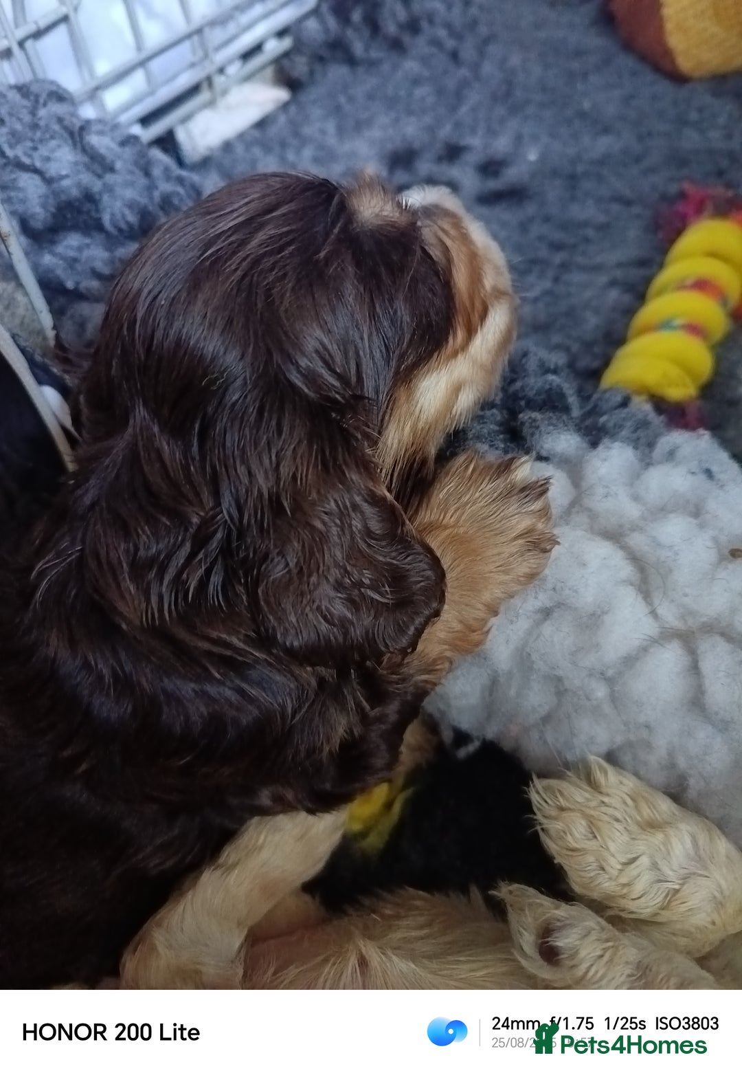 Cocker Spaniel dogs for sale: Show type Cocker spaniel puppy's KCR - Image 7